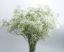 Продава отрязан цвят Гипсофила "Милион звезди". Gypsophila Paniculata.