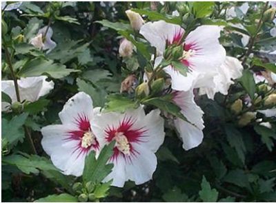 Дървовидна ружа. Hibiscus syriacus.