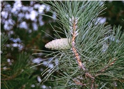 Черен бор. Pinus nigra.