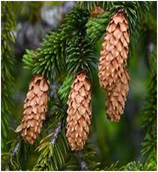 Смърч. Picea Abies.