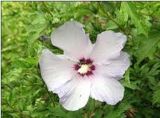 Дървовидна ружа. Hibiscus syriacus.