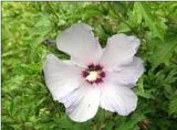 Дървовидна ружа. Hibiscus syriacus.