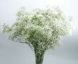 Продава отрязан цвят Гипсофила "Милион звезди", Gypsophila Paniculata