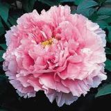 Дървовиден божур / Ориенталска роза / Tree Peony Oriental Rose Light Pink