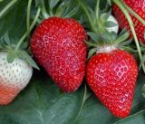 Целогодишни ягоди сорт Клери